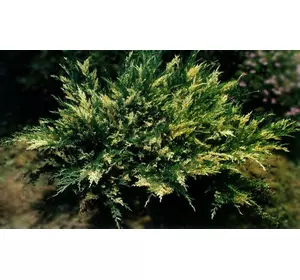 Ялівець козацький Variegata 4 річний, Можжевельник казацкий Вариегата, Juniperus sabina Variegata