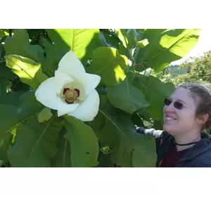 Магнолія Крупнолистна / Великолистна 2 річна, Магнолия крупнолистная, Magnolia macrophylla