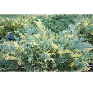 Ялівець середній Blue and Gold 2 річний, Можжевельник средний Блю энд Голд Juniperus рfitzeriana Blue and Gold