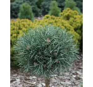 Сосна звичайна Frensham 3 річна на штамбі 60-70см, Сосна обыкновенная Френшам, Pinus sylvestris Frensham