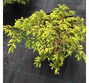 Ялівець звичайний Depressa Aurea 4 річний, Можжевельник обыкновенный Депресса Ауреа, Juniperus Depressa Aurea
