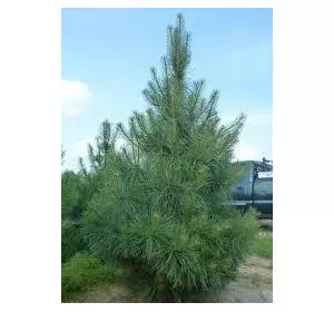Сосна Пондероза 2 річна, Сосна желтая, Pinus ponderosa