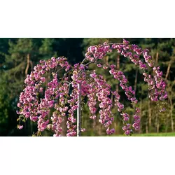 Сакура японська Kiku-shidare на штамбі 1.8-2м, Сакура мелкопильчатая Кику Шидаре на штамбе, Prunus serrulata