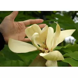 Магнолія Трипелюсткова / Трьохпелюсткова 1 рік, Магнолия трехлепестная / зонтичная, Magnolia tripetala