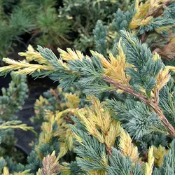 Ялівець лускатий Golden Flame 3 річний, Можжевельник чешуйчатый Голден Флейм, Juniperus squamata Golden Flame