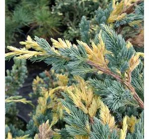 Ялівець лускатий Golden Flame 3 річний, Можжевельник чешуйчатый Голден Флейм, Juniperus squamata Golden Flame