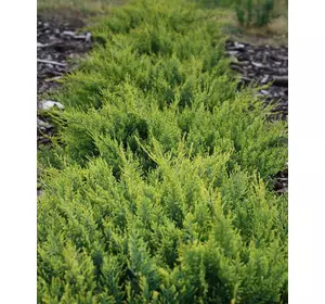 Ялівець віргінський Golden Spring 3 річний, Можжевельник виргинский Голден Спринг, Juniperus virginiana Golden