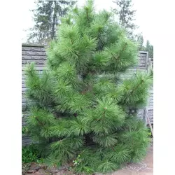 Сосна Кримська 3 річна, Сосна крымская, Pinus Pallasiana