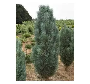 Сосна звичайна Fastigiata 3 річна 30-40см, Сосна обыкновенная Фастигиата, Pinus sylvestris Fastigiata