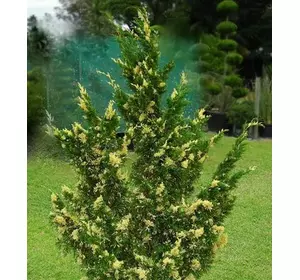 Ялівець китайський Stricta Variegata 4 річний, Можжевельник китайский Стрикта Вариегата, Juniperus chinensis