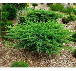 Ялівець прибережний Schlager 3 річний, Можжевельник прибрежный Шлягер, Juniperus conferta Schlager