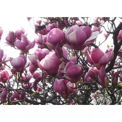 Магнолія Суланжа 3 річна 0,6-0,8м, Магнолия Суланжа, Magnolia X soulangeana