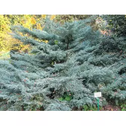 Ялівець середній Pfitzeriana Glauca 2 річний, Можжевельник средний Пфитцериана Глаука, Juniperus х media