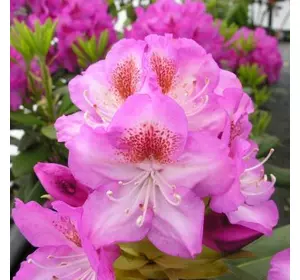Рододендрон гібридний Kazimier Odnowiciel 2 річний, Рододендрон гибридный Казимир Одновичел, Rhododendron