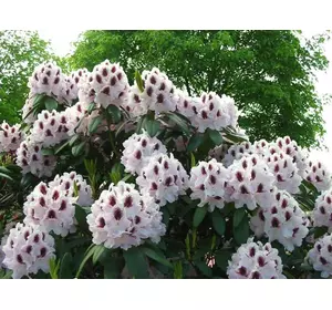 Рододендрон гібридний Calsap 4 річний 35-45см з БУТОНАМИ, Рододендрон гибридный Калсап, Rhododendron Calsap