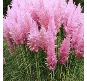 Пампасна трава Pink Feather 1 рік, Кортадерия / пампасная трава Пинк Фазе, Cortaderia selloana Pink Feather