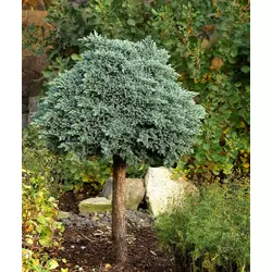 Ялівець лускатий Blue Star на штамбі 0,7м, Можжевельник чешуйчатый Блю Стар на штамбе, Juniperus squamata