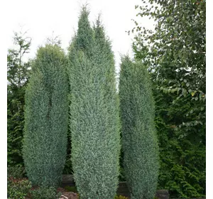 Ялівець звичайний Suecica 4 річний 0,4-0,5м, Можжевельник обыкновенный Суецика, Juniperus communis Suecica