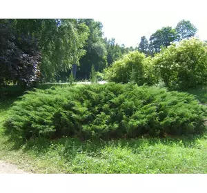 Ялівець козацький, Можжевельник казацкий, Juniperus sabina
