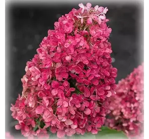 Гортензія волотиста Living Royal Flower 2 річна, Гортензия метельчатая Роял Флауер, Hydrangea paniculata