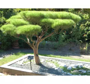 Сосна густоквіткова Umbraculifera 2 річна, Сосна густоцветковая Умбракулифера, Pinus densiflora Umbraculifera