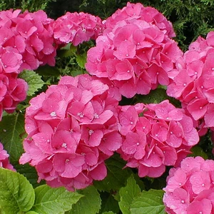 Гортензії Гортензії