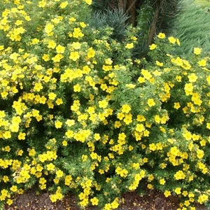 Лапчатки Лапчатки