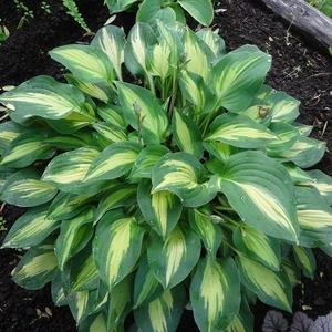 Хости Хости