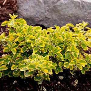 Бересклети Бересклети