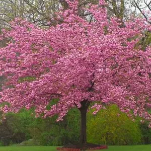 Сакури Сакури