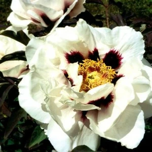 Півонії деревовидні Півонії деревовидні