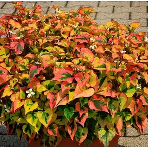 Хауттюнія Хауттюнія