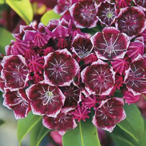 Кальмія Кальмія