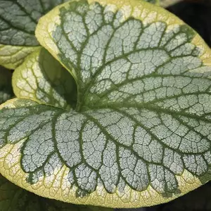 Брунера Брунера