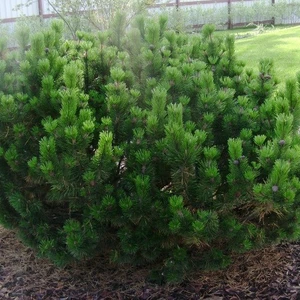 Сосни Сосни