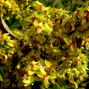 Інші листяні кущі та дерева Інші листяні кущі та дерева