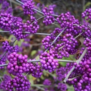 Красивоягідник Красивоягідник