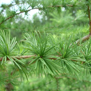 Модрини Модрини