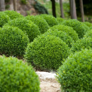 Самшит Самшит