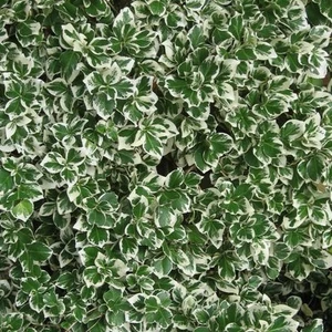 Барвінок Барвінок