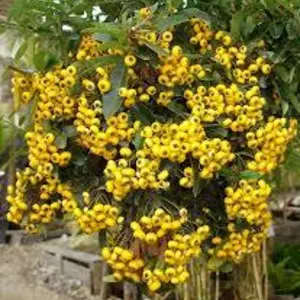 Піраканта Піраканта