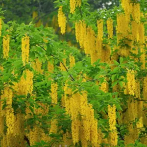 Золотий Дощ Золотий Дощ