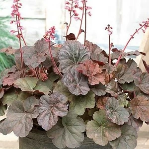 Гейхери Гейхери