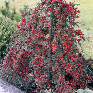 Кизильник Кизильник