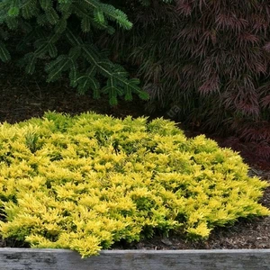 Ялівці Ялівці