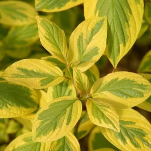 Дерен Дерен