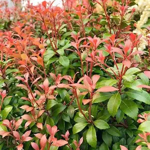 Пієрис Пієрис