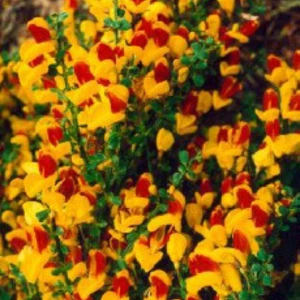 Ракитник Ракитник