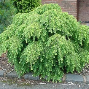 Рідкісні та реліктові рослини Рідкісні та реліктові рослини