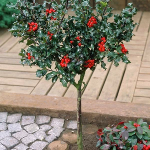 Падуб Падуб